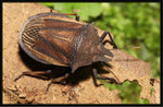 剪蝽 Diplorhinus furcatus
8676