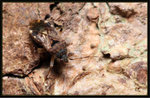 地長椿科 Rhyparochromidae

9110