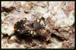 地長椿科 Rhyparochromidae
9119