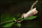 Notodontidae, Phalerinae - Phalera grotei

0043