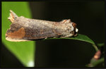 Notodontidae, Phalerinae - Phalera grotei

0059