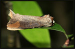 Notodontidae, Phalerinae - Phalera grotei

0060