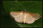 Thyrididae, Striglininae - Banisia myrsusalis
0170