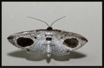 Thyrididae, Siculodinae - Calindoea argentalis

0272