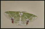 Geometridae, Geometrinae - Protouliocnemis biplagiata
0844
