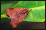 Nolidae, Chloephorinae - Carea varipes

0906