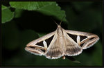 Noctuidae, Catocalinae - Trigonodes hyppasia
0938