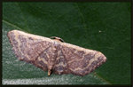 Geometridae,Sterrhinae - Idaea purpurea

0959