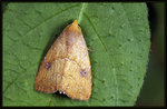 Noctuidae - Rivula inconspicua 
1777