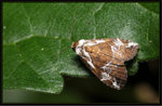 Noctuidae, Catocalinae - Chorsia albiscripta1863