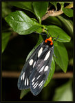 Erebidae, Arctiinae, Lithosiini - Macrobrochis gigas

1981