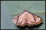 Erebidae, Aventiinae - Enispa elataria
2300
