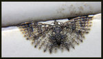 Alucitidae 多翼蛾科 - Alucita spilodesma


2811