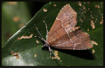 Erebidae - Catada vagalis

2944