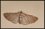 Geometridae, Larentiinae, Eupitheciini - Eupithecia costalis
3138