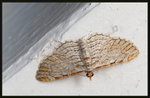 Geometridae, Larentiinae, Eupitheciini - Eupithecia costalis
3149