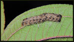 4-23-2010

Lasiocampidae - Trabala vishnou
3206