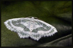Geometridae, Larentiinae - Pseudeuchlora kafebera
3497