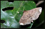 Noctuidae, Herminiinae - Adrapsa quadrilinealis
3615