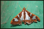 Crambidae, Spilomelinae - Glyphodes bivitralis
4056