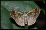 Sep 19
Geometridae, Ennominae - Peratophyga venetia

4230