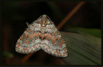 Geometridae, Larentiinae - Trichopterygia sanguinipunctata

4232
