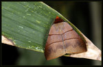 Erebidae, Anobiinae - Plecoptera luteiceps

4438