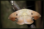 Erebidae, Erebinae, Hypopyrini - Hypopyra contractipennis

Sep 19
4503