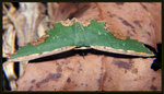 Geometridae, Geometrinae - Maxates coelataria
4620