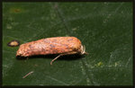 Oecophoridae, Oecophorinae - Erotis sp. A

4736