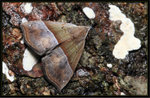 Noctuidae, Hypeninae - Hypena iconicalis

17/6
5669