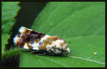 Noctuidae, Acontiinae - Acontia marmoralis
6144