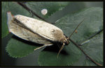 Xyloryctidae - Neospastis sinensis

6773