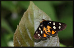 Noctuidae, Agaristinae - Exsula dentatrix albomaculata


7361