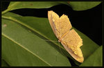 Sep 14
Geometridae, Ennominae - Pareumelea eugeniata
7689