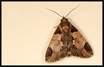 Noctuidae, Catocalinae - Ercheia cyllaria
7801