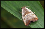 Erebidae, Rivulinae - Rivula basalis
7928
