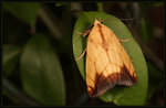 Noctuidae, Bagisarinae - Xanthodes transversa
8089