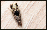 Gelechiidae, Dichomeridinae - Helcystogramm hibisci
8346