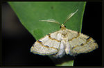 Geometridae, Larentiinae - Chrioloba perpusilla



8389a
