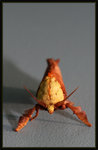 Limacodidae - Miresa kuangtungensis

8452asas