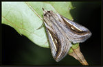 Erebidae, Erebinae - Schistorhynx argentistriga

9015aaa