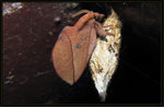 ACP 2011-11-16
Lasiocampidae - Euthrix isocyma枯葉蛾科
9231