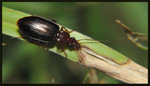 細脛步甲 Agonum sp.
9353