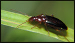 細脛步甲 Agonum sp.
9369
