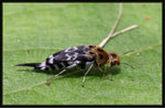 三色波帶花蚤  Glipa malaccana malaccana
9869