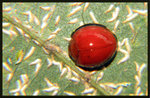 細緣唇瓢蟲 Chilocorus circumdatus

9965