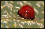 細緣唇瓢蟲 Chilocorus circumdatus
9973