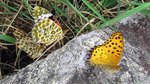 一隻雄性斐紋豹蝶,在雌蝶身邊徘徊一會後飛走.
2814