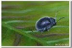 CRW_3615
